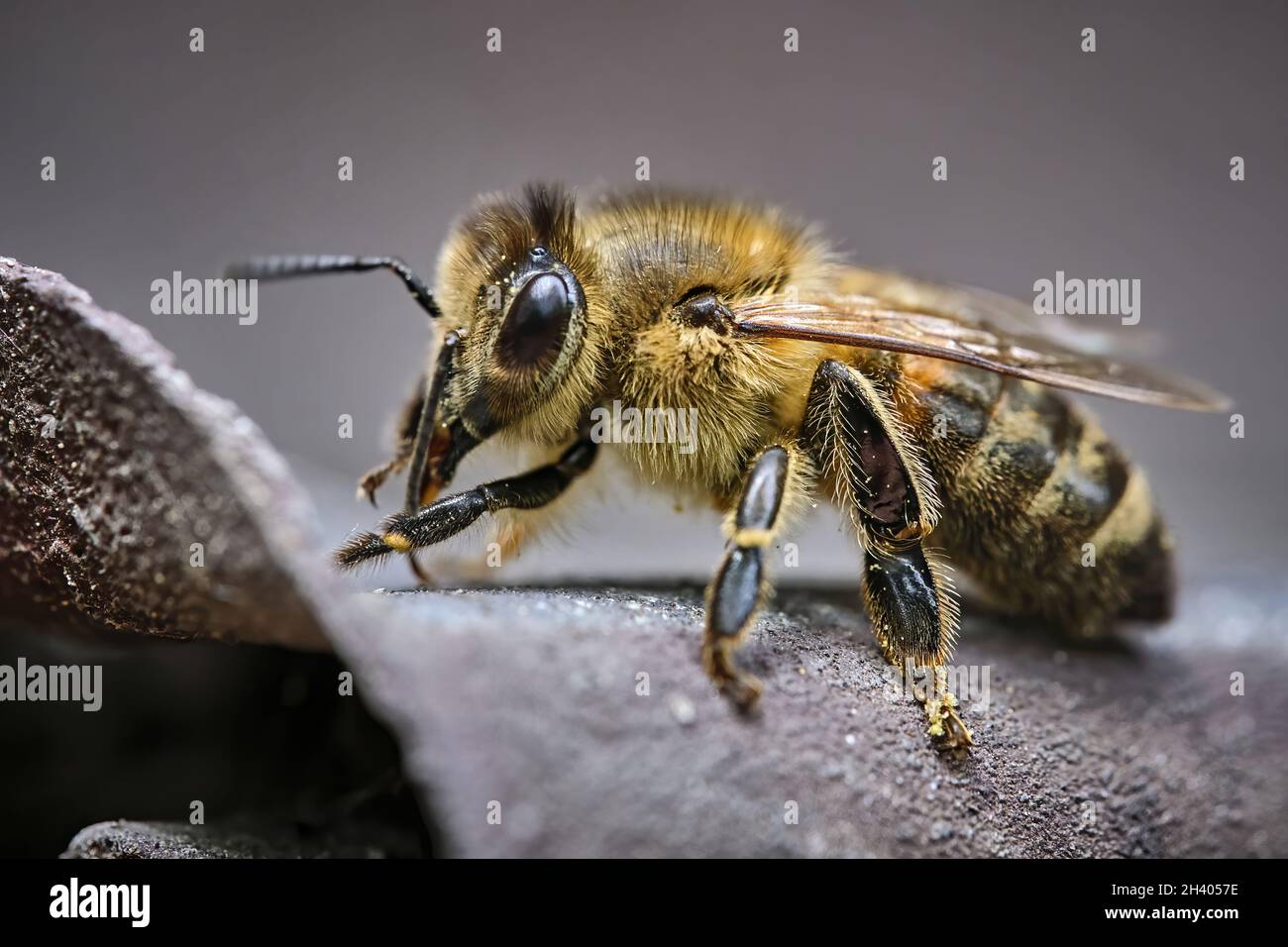 Abeille occidentale (API mellifera), abeille européenne. Banque D'Images