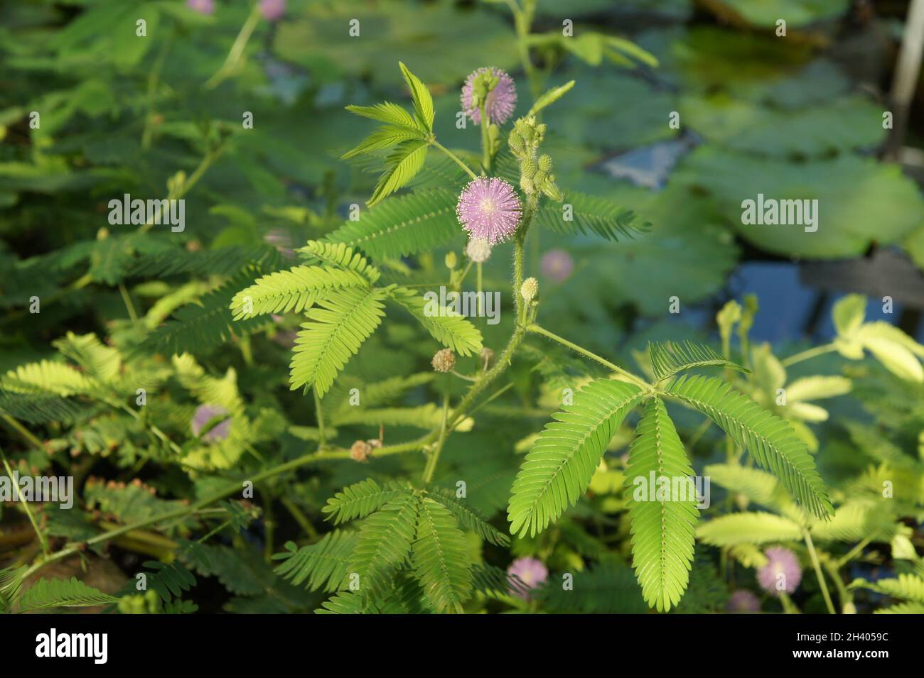 Mimosa pudica, plante sensible Banque D'Images