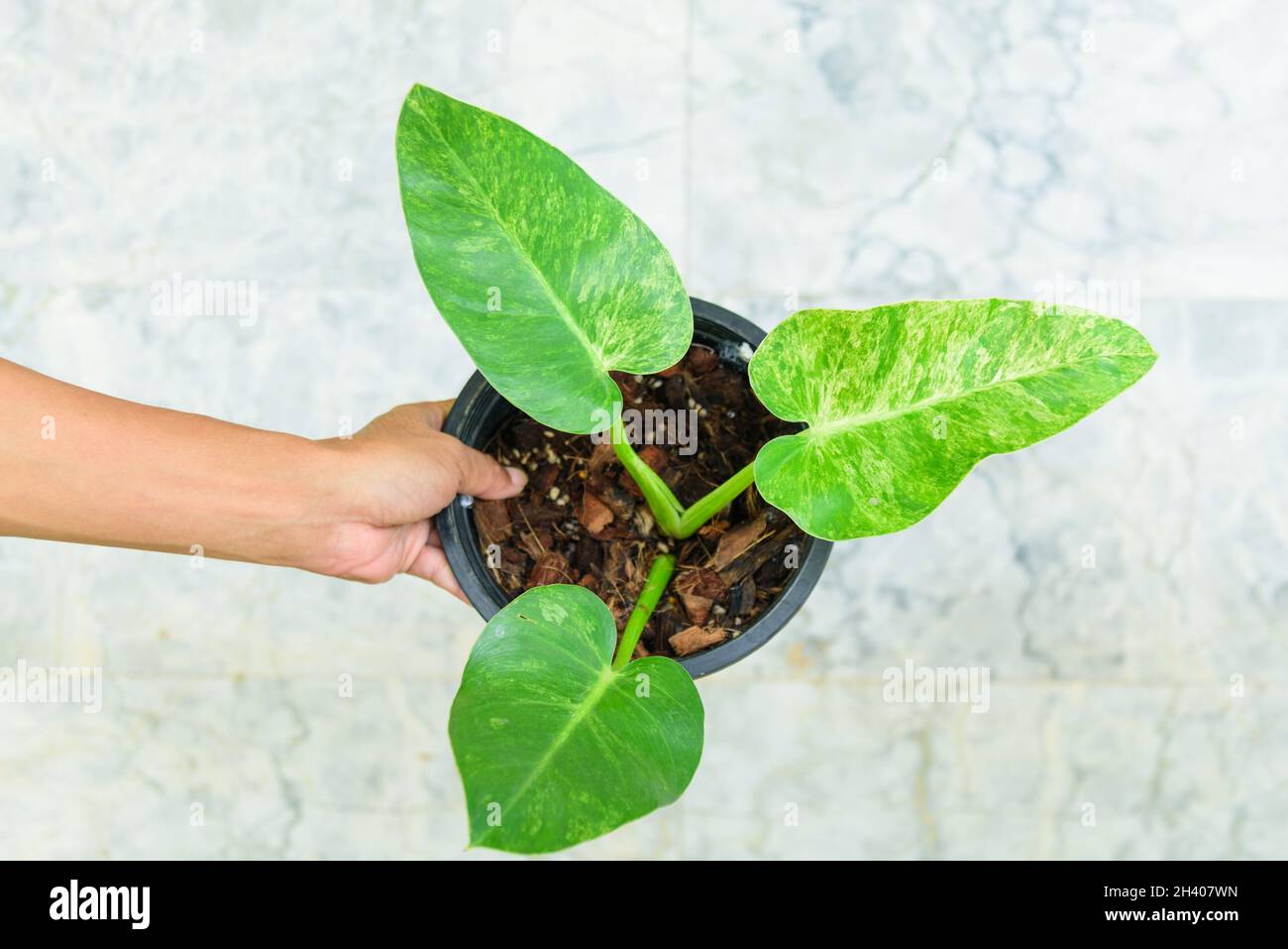 Gros plan sur le Philodendron giganteum Variegated Banque D'Images