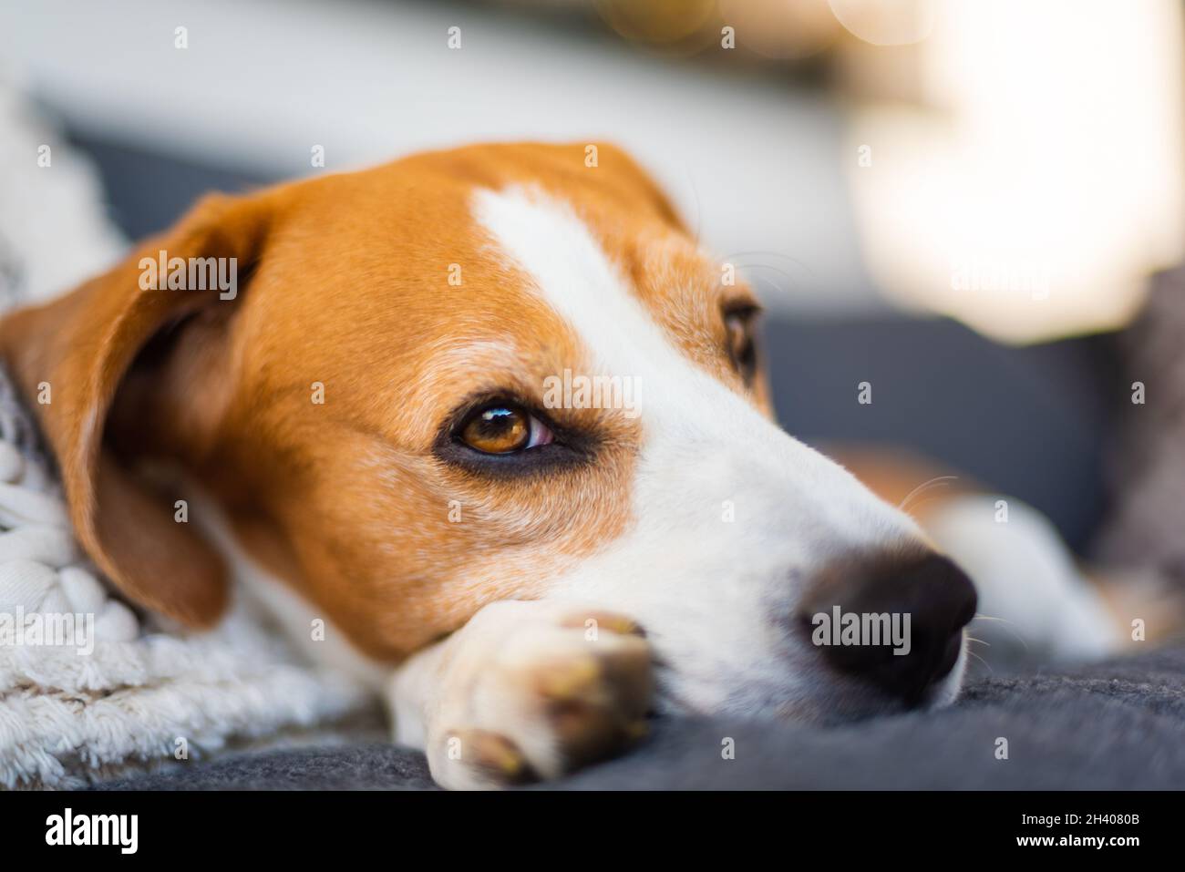 Chien beagle mâle adulte reposant dans un mobilier de jardin. Faible profondeur de champ. Banque D'Images