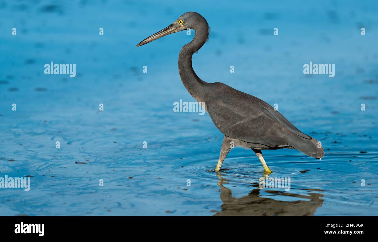 Pacific Reef Heron Banque D'Images