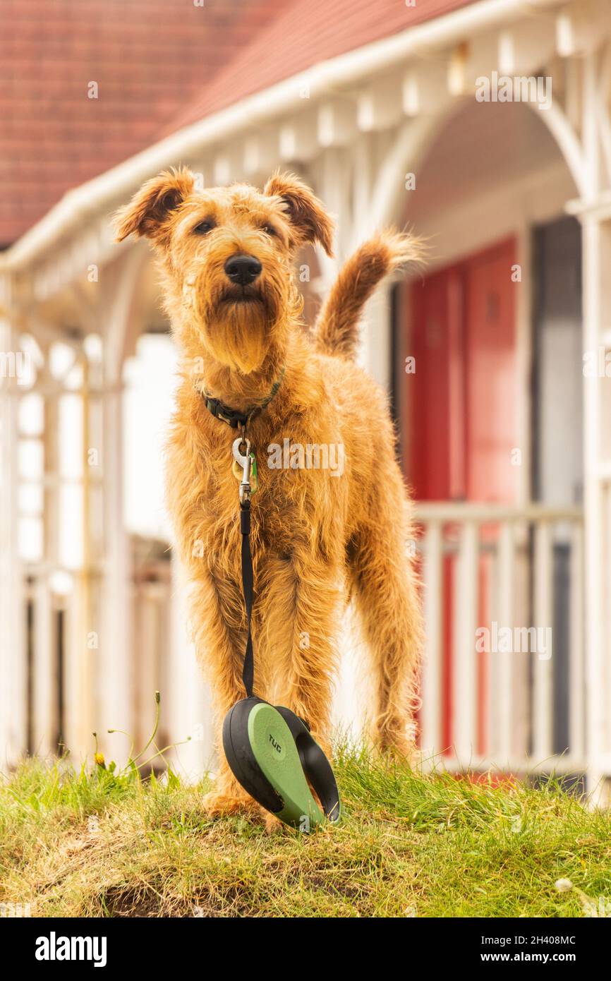 Chien terrier airedale devant les cabanes de plage Whitby yorkdhire Banque D'Images