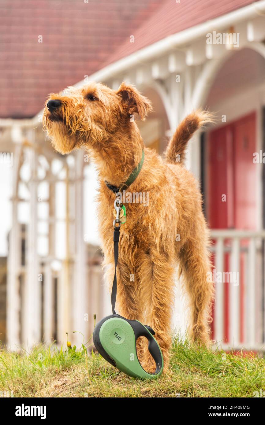 Chien terrier airedale devant les cabanes de plage Whitby yorkdhire Banque D'Images