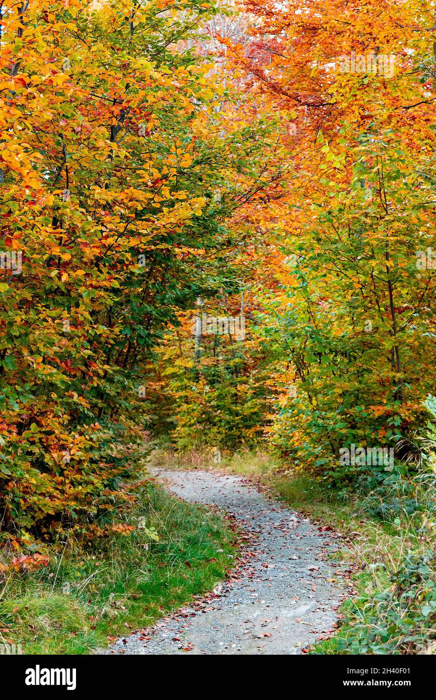 Arbres d'automne colorés à Lausanne Sauvabelin, Suisse Banque D'Images