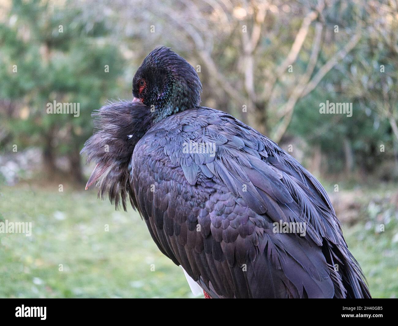 le cigogne noire est libérée dans le parc sauvage. une espèce d'oiseaux rare menacée d'extinction Banque D'Images