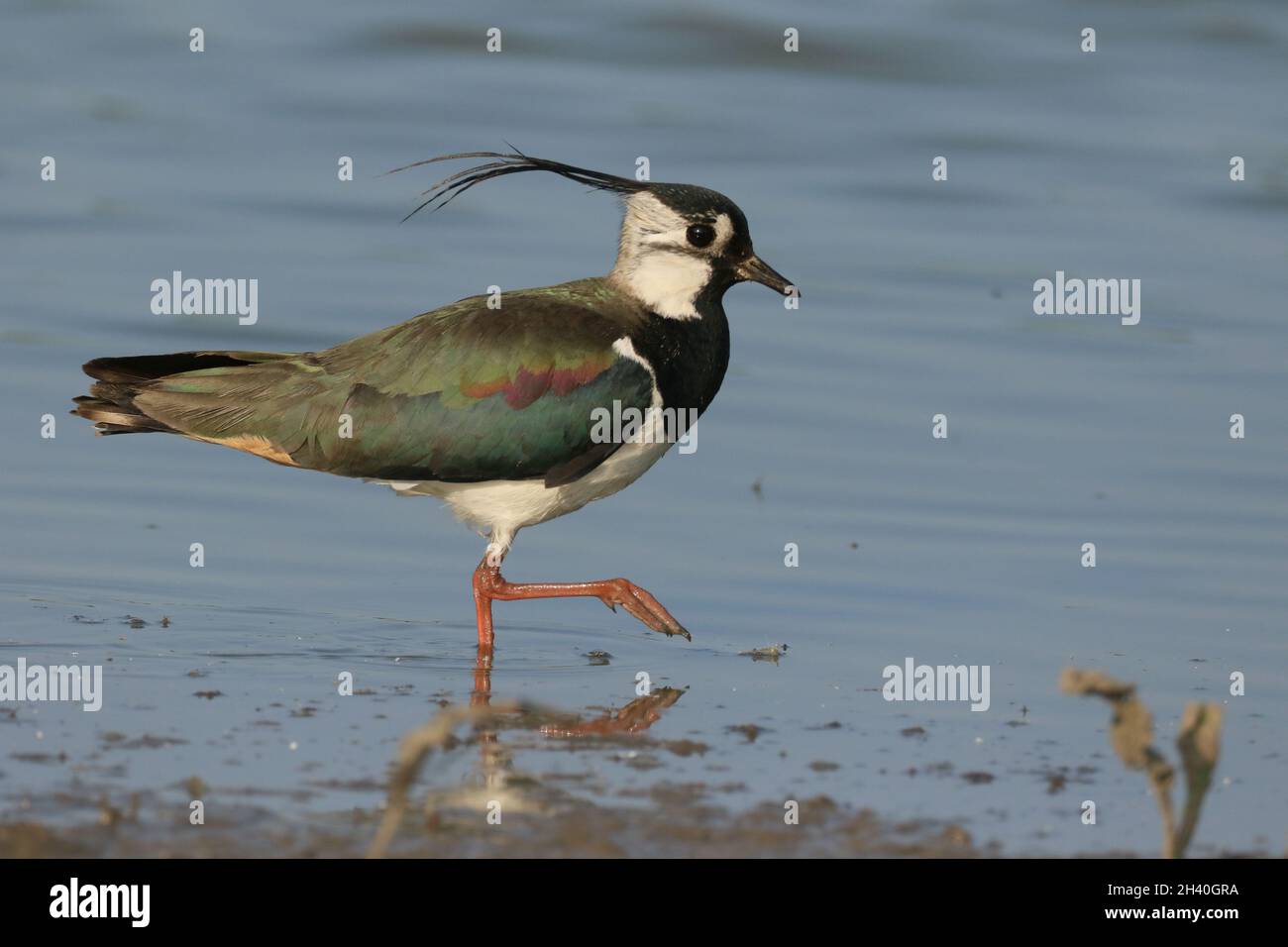 une grande aigrette blanche avec un bec jaune montrant un individu immature ou plumage d'hiver Banque D'Images