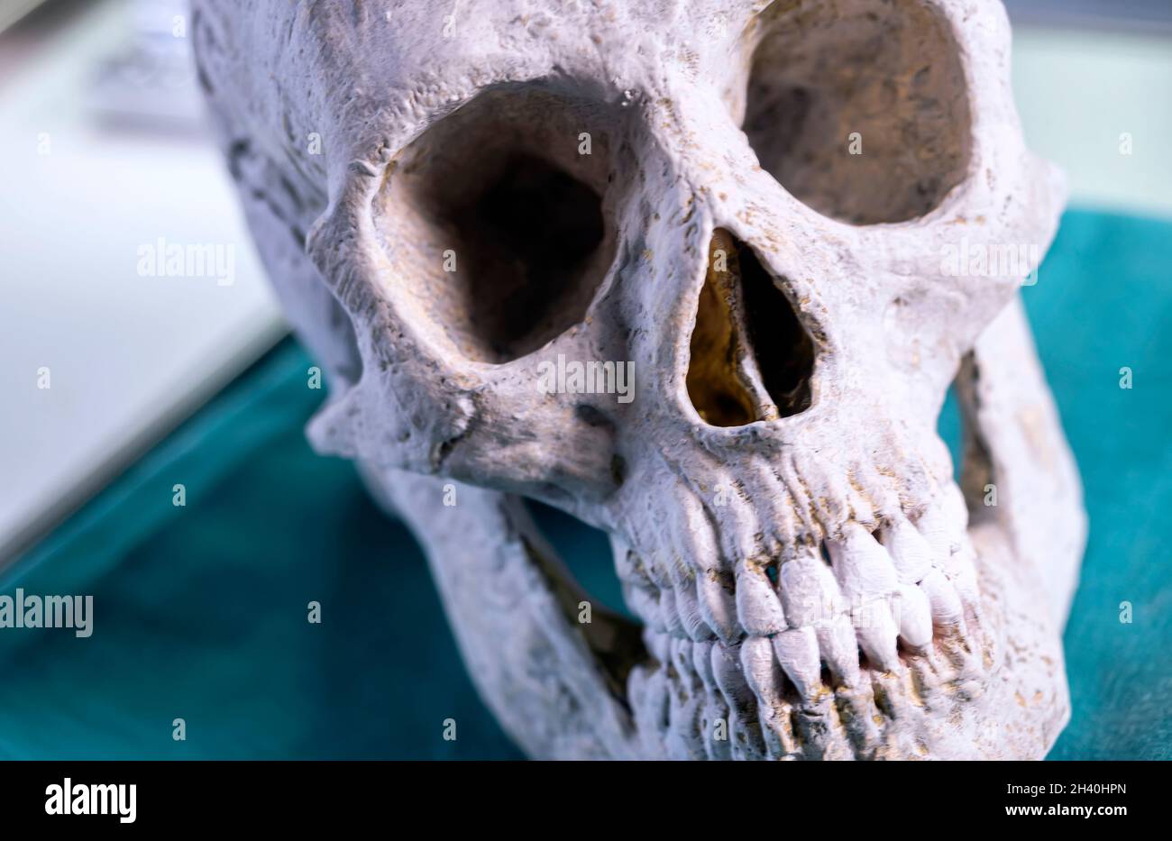 Détail du crâne adulte dans un laboratoire de crime, image conceptuelle Banque D'Images