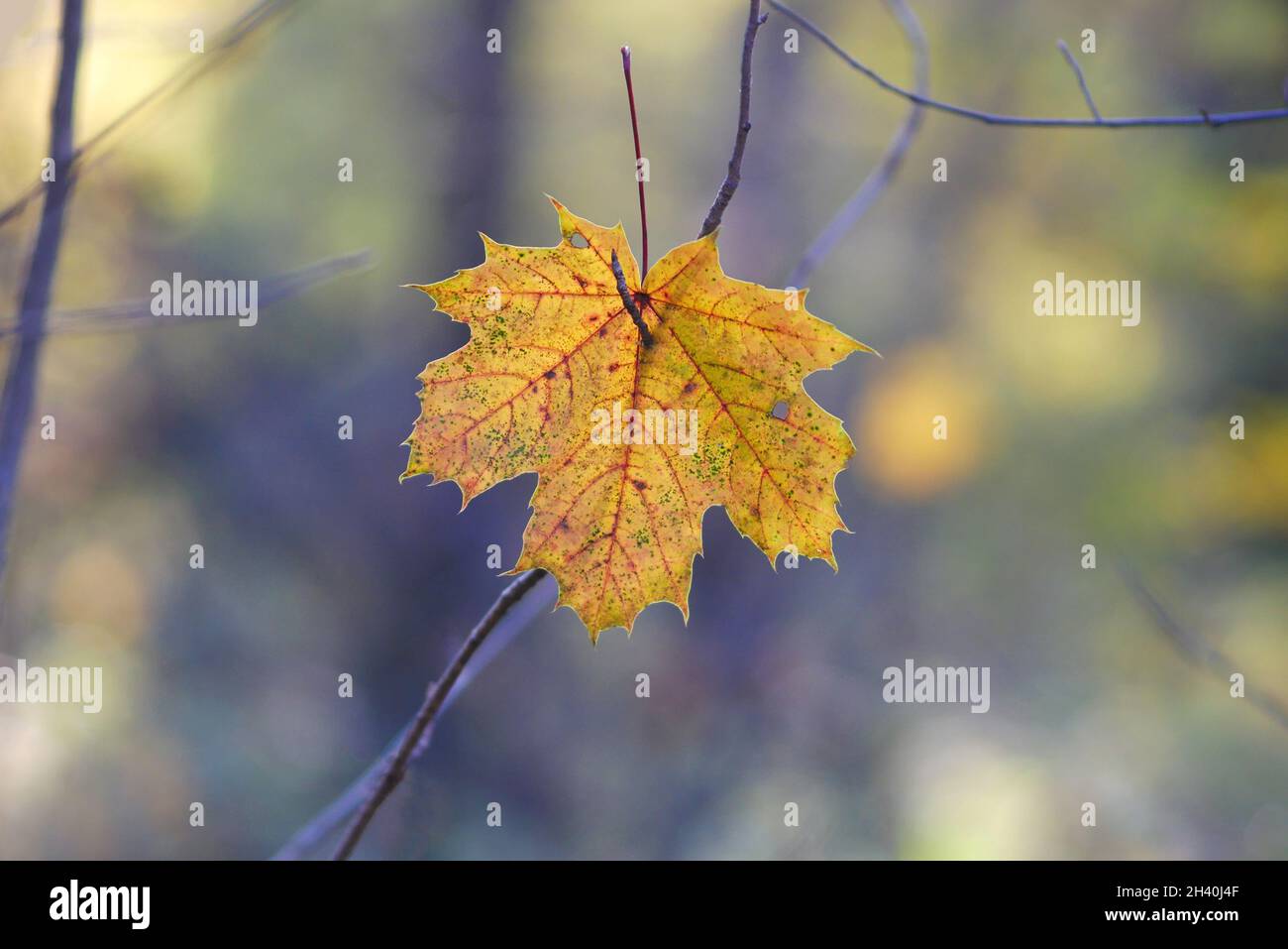 Une feuille d'érable jaune sur les branches d'arbre dans la forêt gros plan dans les rayons du coucher du soleil sur fond flou du côté.Copier l'espace Banque D'Images