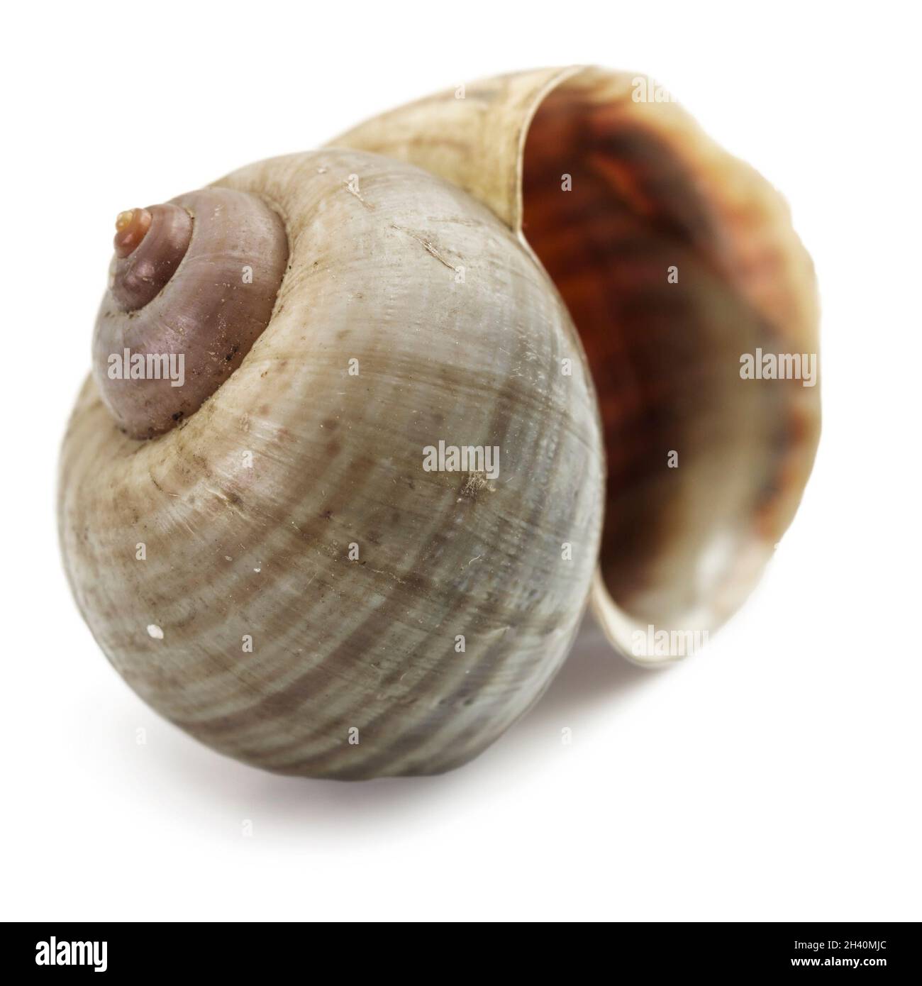 Coquille vide d'escargot de raisin.Le plus grand escargot d'Europe