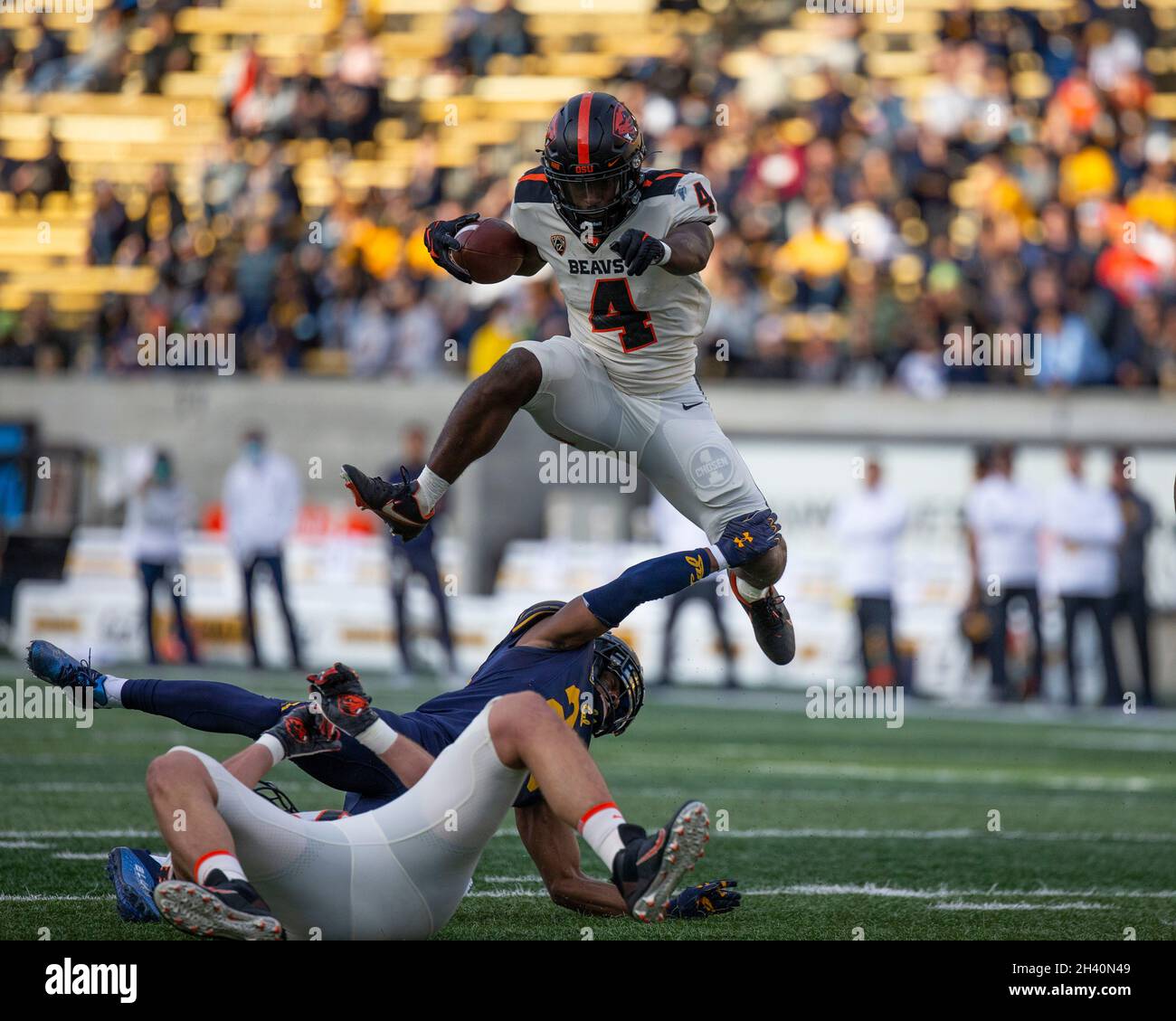 Berkeley, CA États-Unis 30 octobre 2021.A. État de l'Oregon en marche arrière B.J.Baylor (4) court pour la première fois pendant le match de football NCAA entre les castors de l'État de l'Oregon et les ours d'or de Californie.La Californie a gagné 39-25 au FTX Field au California Memorial Stadium.Thurman James/CSM/Alamy Live News Banque D'Images