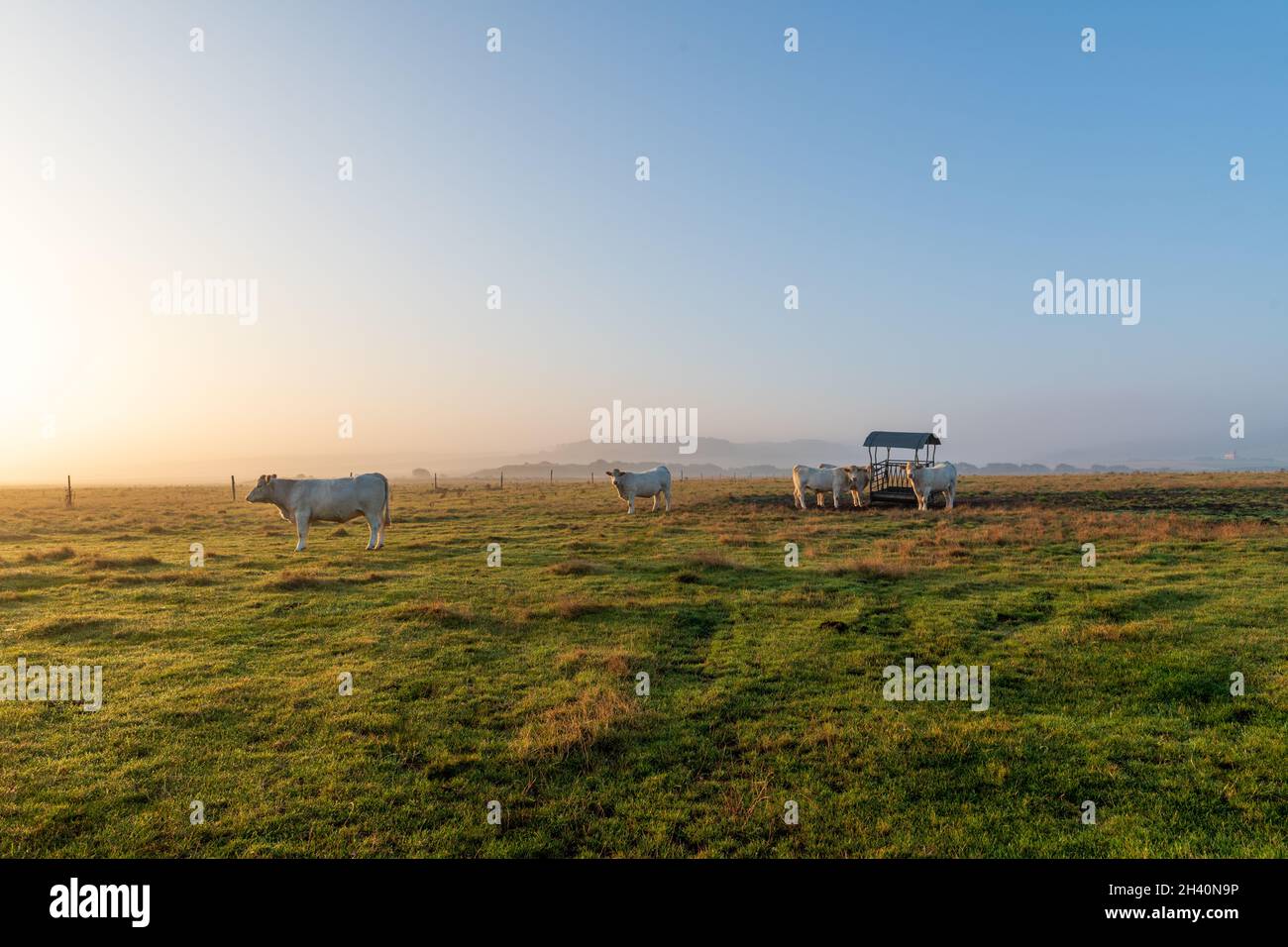 Boeufs de course 'Charolaise' dans une construction au levier de soleil, France, pas de Calais, automne Banque D'Images