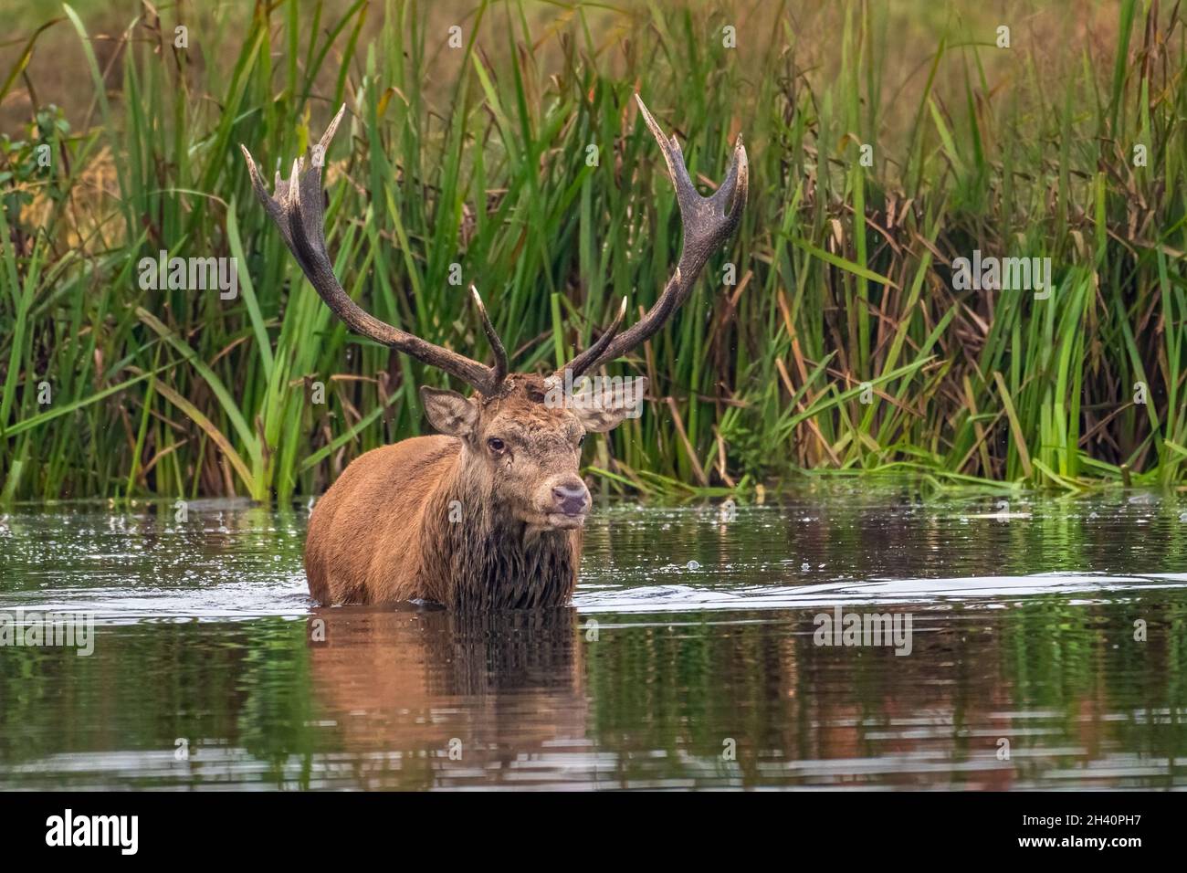 Red Deer à Lake, Bushy Park, Londres Banque D'Images