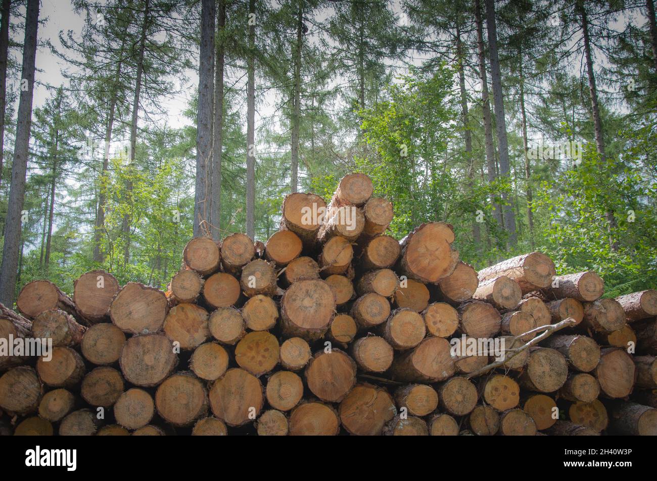 Tas de billes coupées prêtes à être récoltées sur le bord d'une forêt Banque D'Images