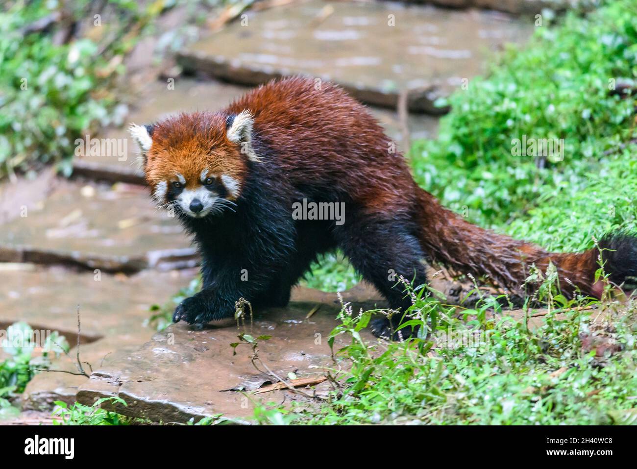 Le panda rouge Banque D'Images