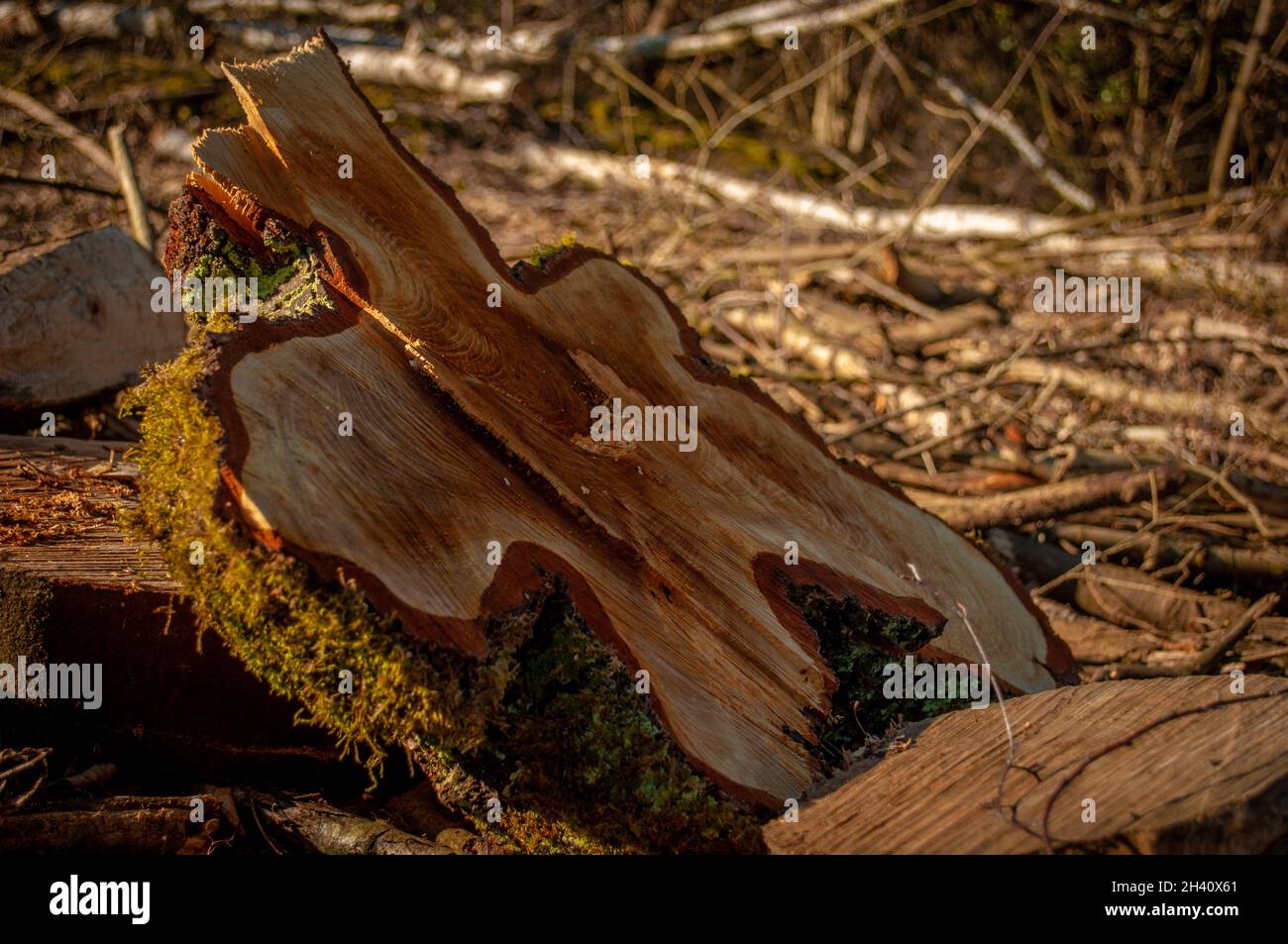 Section transversale d'un arbre en lumière dorée en forme de feuille ou de guitare Banque D'Images