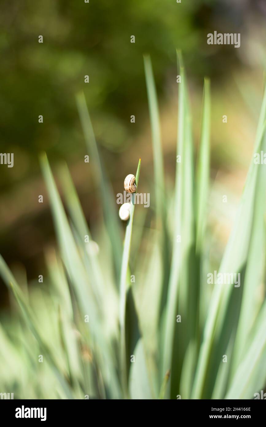 Arrière-plans naturels.Un petit escargot sur le bord d'une lame d'herbe.Ressort.Été.Pâques. Banque D'Images