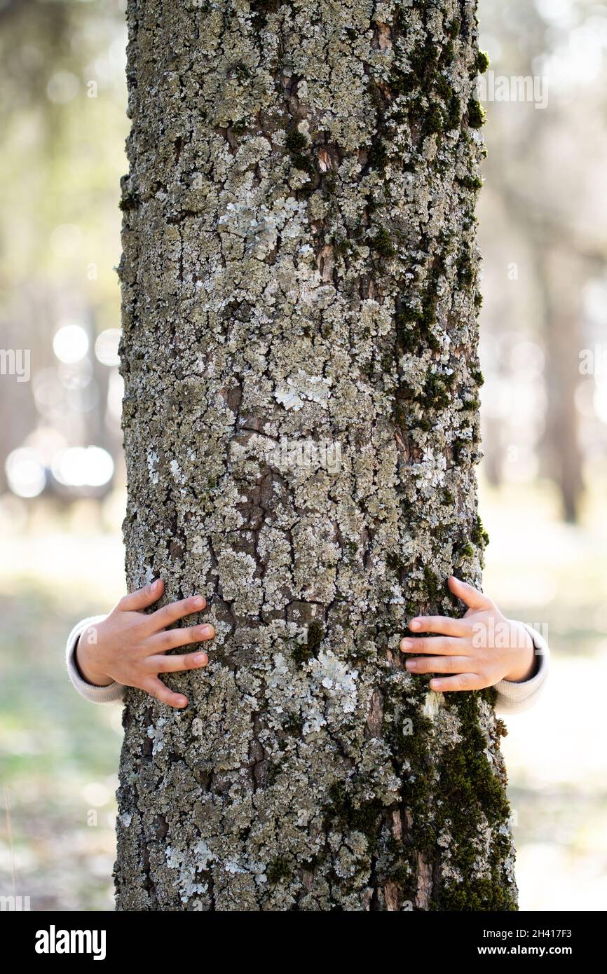 Les mains de l'enfant embrassant un arbre Banque D'Images