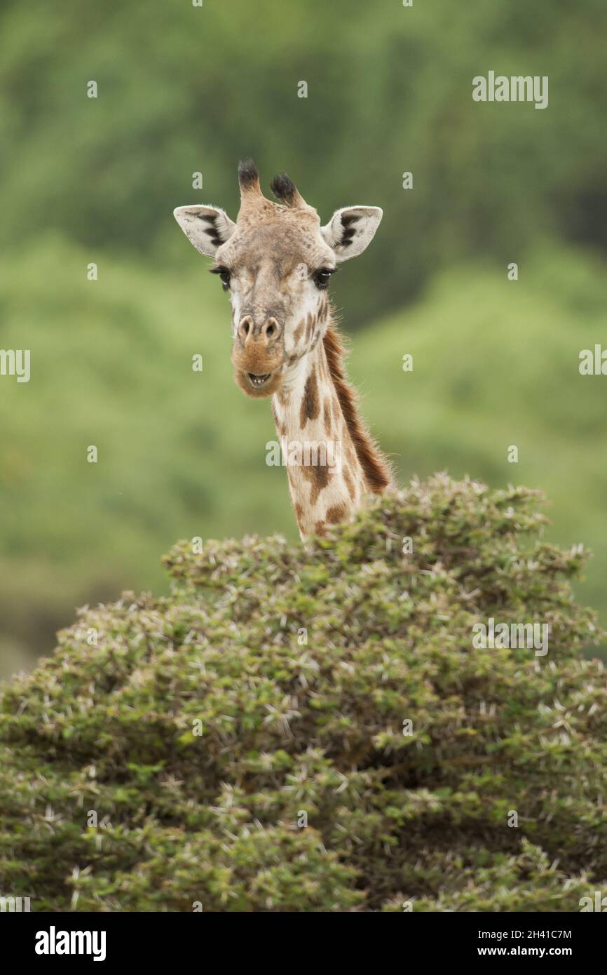 Close-up d'une girafe Banque D'Images