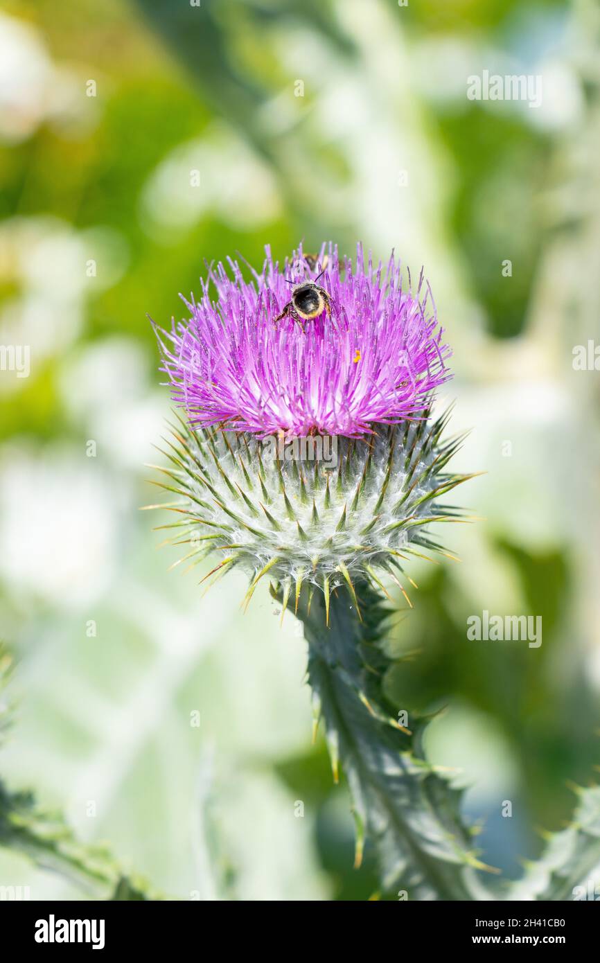 Bourdon fouillant sur une fleur de chardon violet en fleurs, photographie de la nature et de la faune Banque D'Images