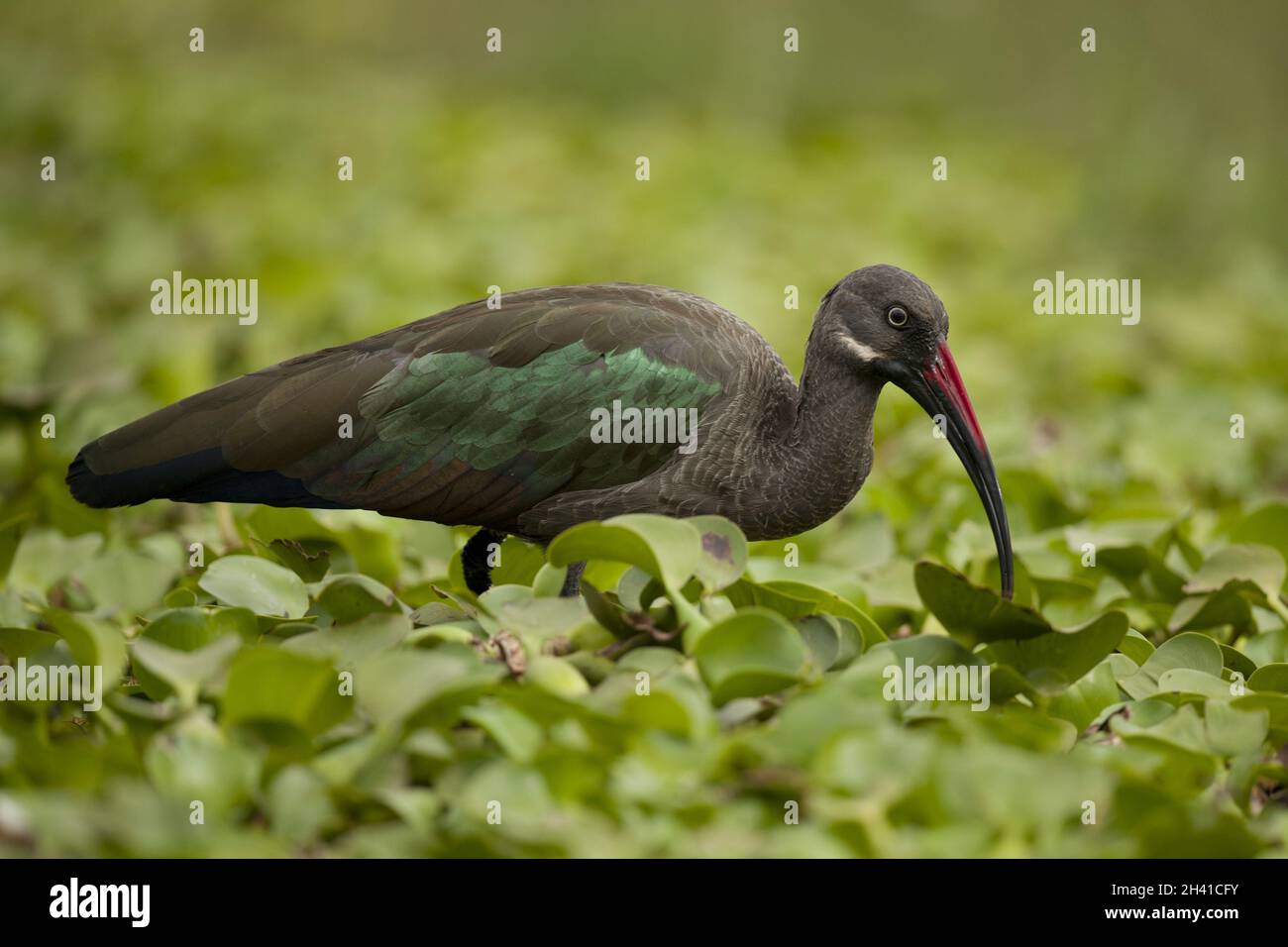 Ibis hagedash Banque D'Images