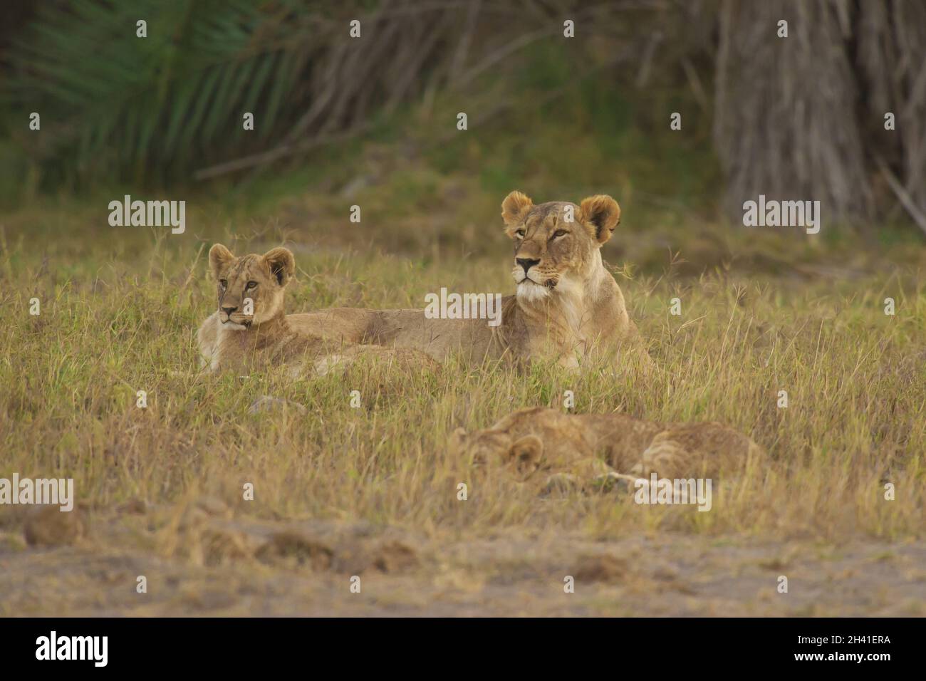 La lionne et son Cub dans la savane Banque D'Images