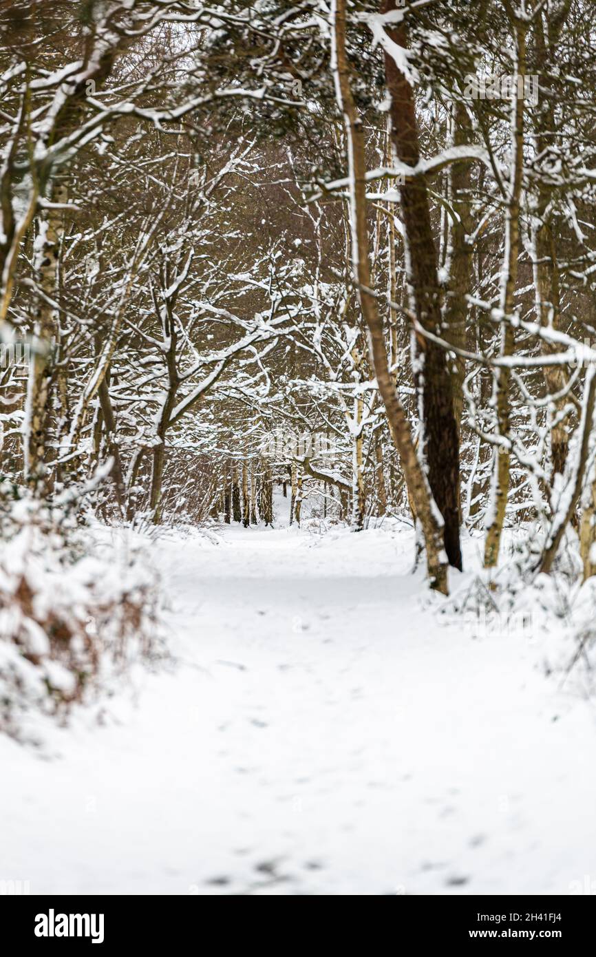 Une belle vue sur le paysage des bois britanniques ouverts pendant une rare tempête de neige Banque D'Images