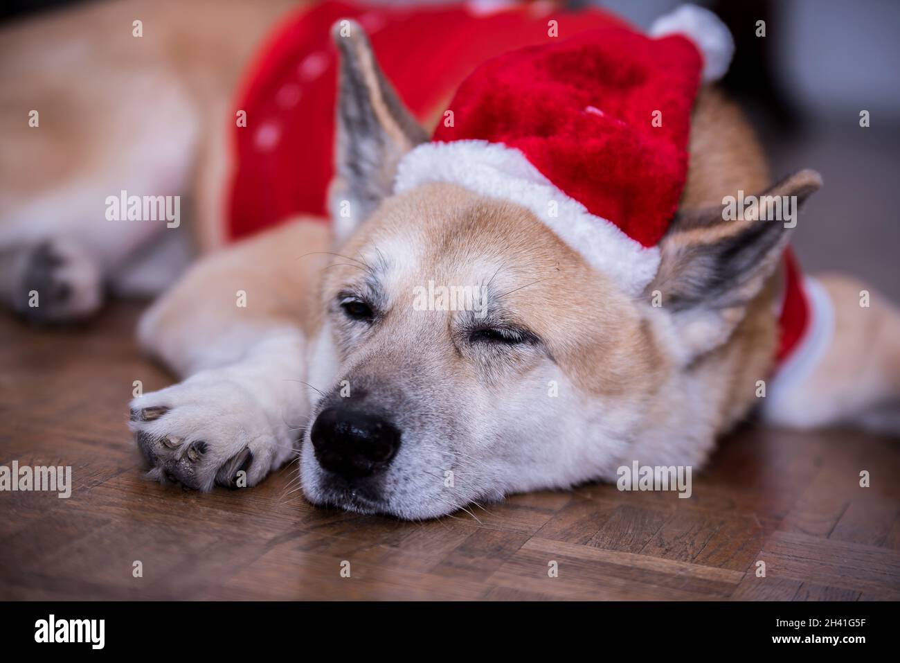 Un chien Akita portant une tenue de Noël dorment sur le sol Banque D'Images