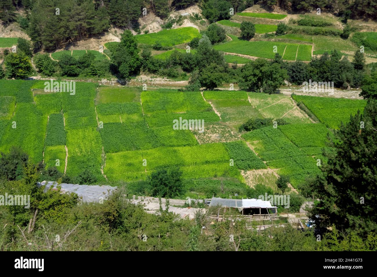 Économie et agriculture dans le nord de la grèce champs de tabac entre Xanthi, dans l'est de la Macédoine et Thrace, et les frontières bulgares Banque D'Images
