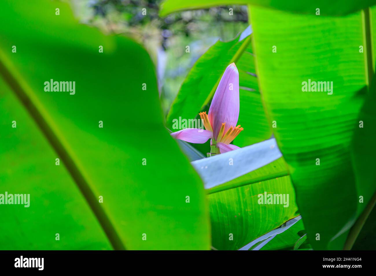 fleur de plante de banane dans une jungle tropicale Banque D'Images fleur de plante de banane dans une jungle tropicale Banque D'Images