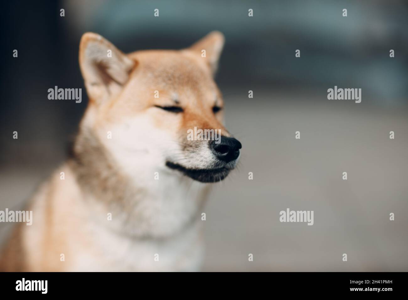 Chien Shiba Inu De Race Nationale Japonaise Rouge Hurle A La Tortoiseshell Maine Coon Chat Pres De La Capitale Pilaster Sur Fond Bleu En Studio A L Interieur Horisonta Photo Stock Alamy