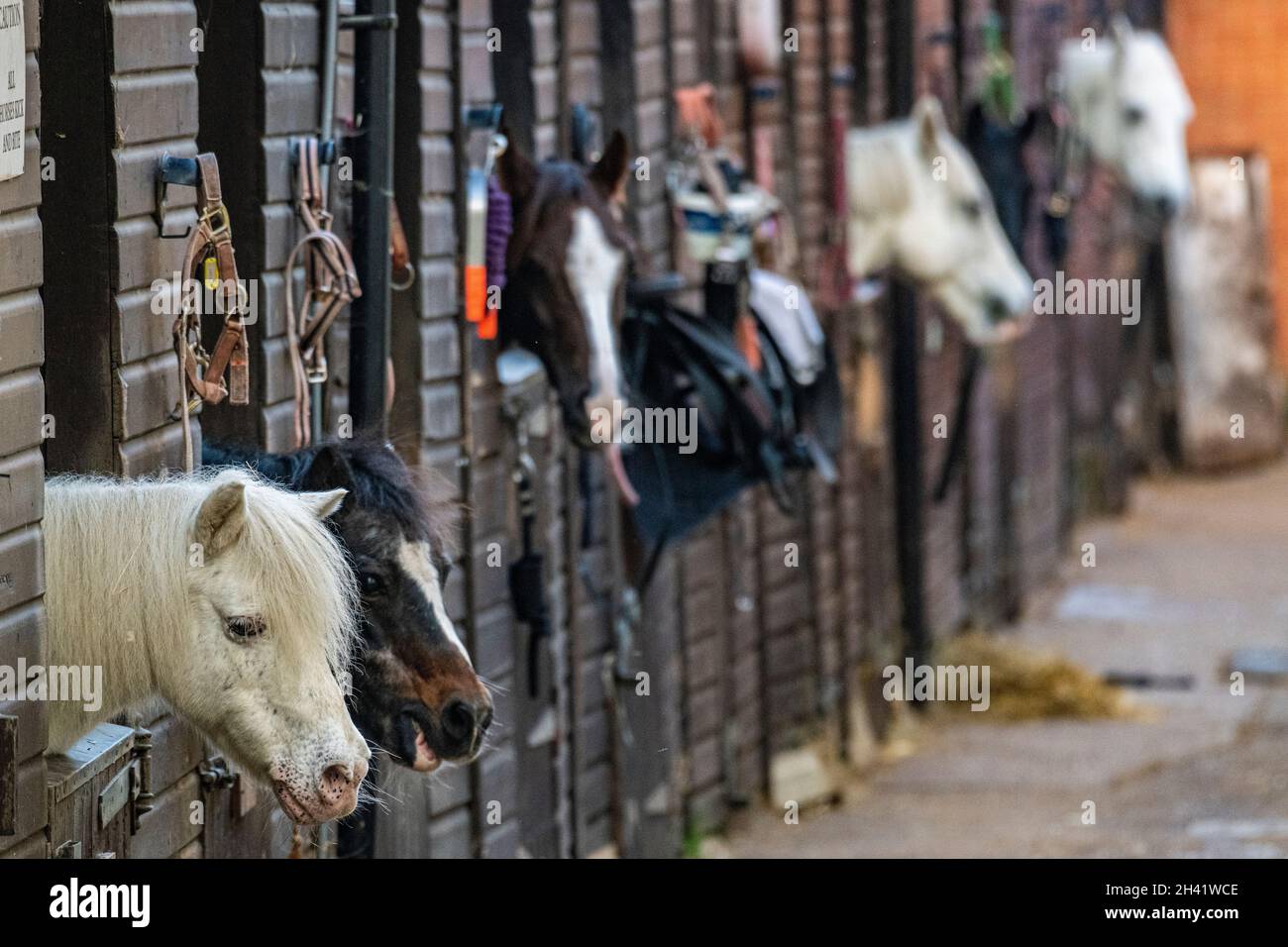 Chevaux dans leurs écuries au Stag Lodge, Richmond Park, Londres Banque D'Images