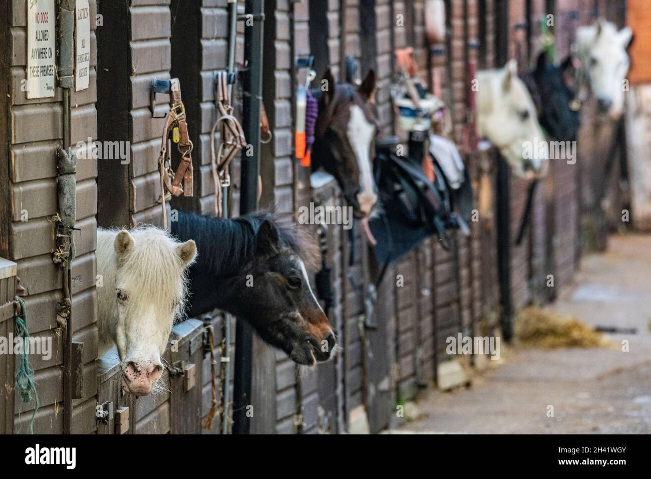 Chevaux dans leurs écuries au Stag Lodge, Richmond Park, Londres Banque D'Images