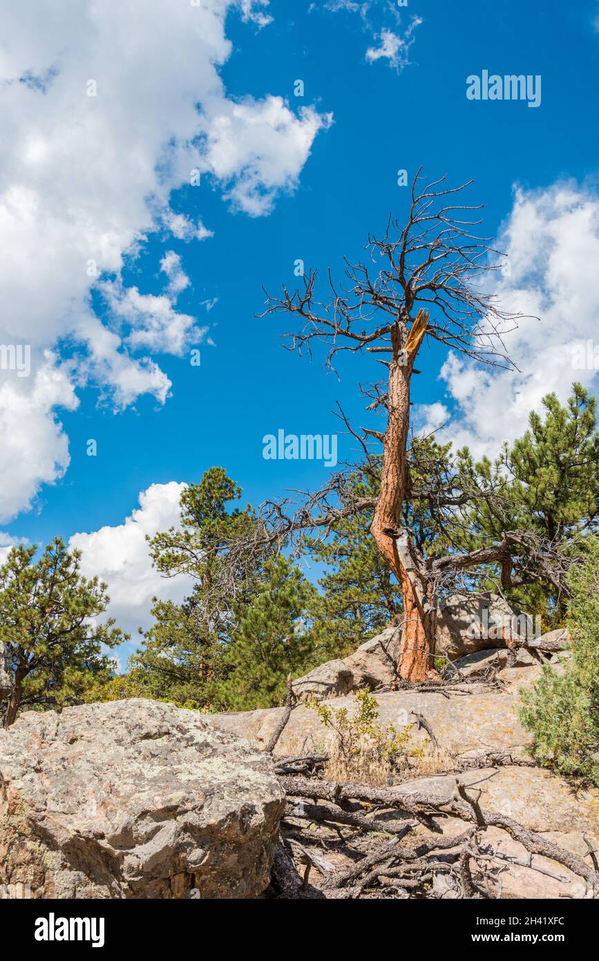 Vieux arbre mort sur un sol rocheux dans le parc national de Rocky Mountain, États-Unis Banque D'Images