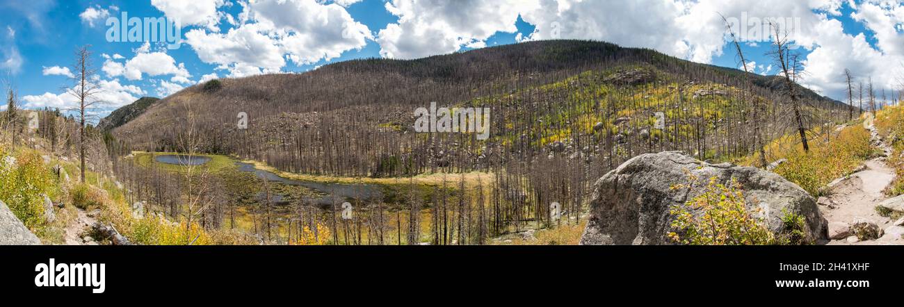 Forêt brûlée dans le parc national de Rocky Mountain, États-Unis Banque D'Images