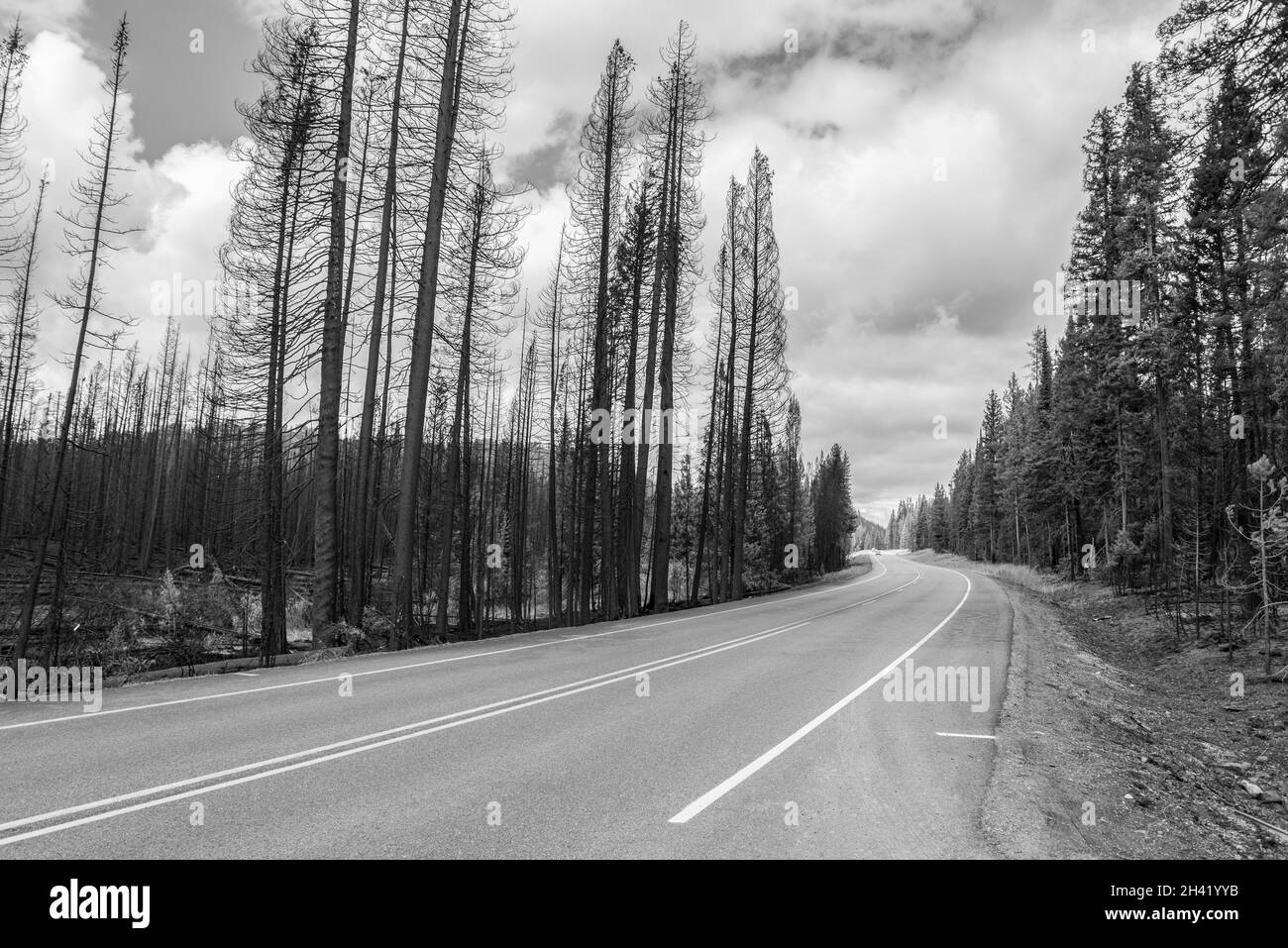 Autoroute menant à travers une forêt brûlée dans le parc national de Yellowstone, États-Unis Banque D'Images