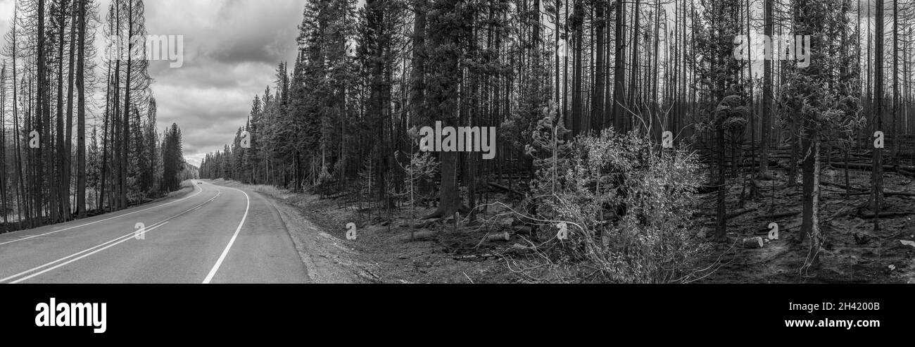 Autoroute menant à travers une forêt brûlée dans le parc national de Yellowstone, États-Unis Banque D'Images