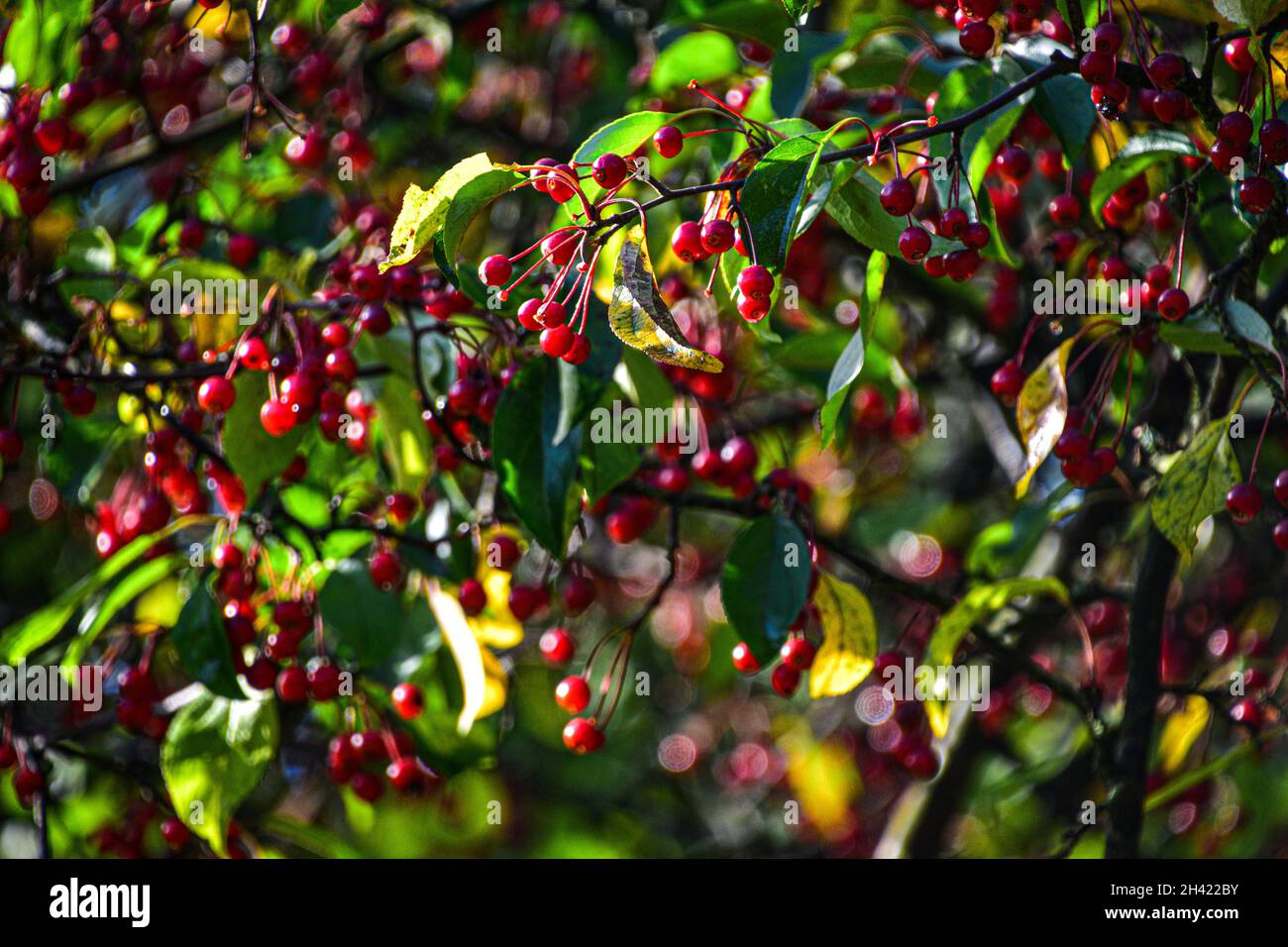 Cerisier sauvage, prunus avium Banque D'Images