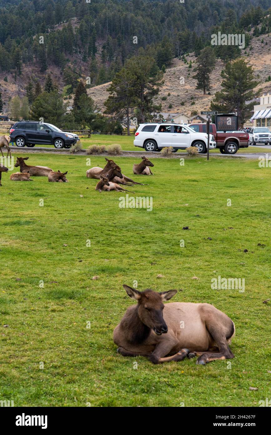 Un troupeau de cerfs se reposant à Mammoth Hot Springs du parc national de Yellowstone, États-Unis Banque D'Images