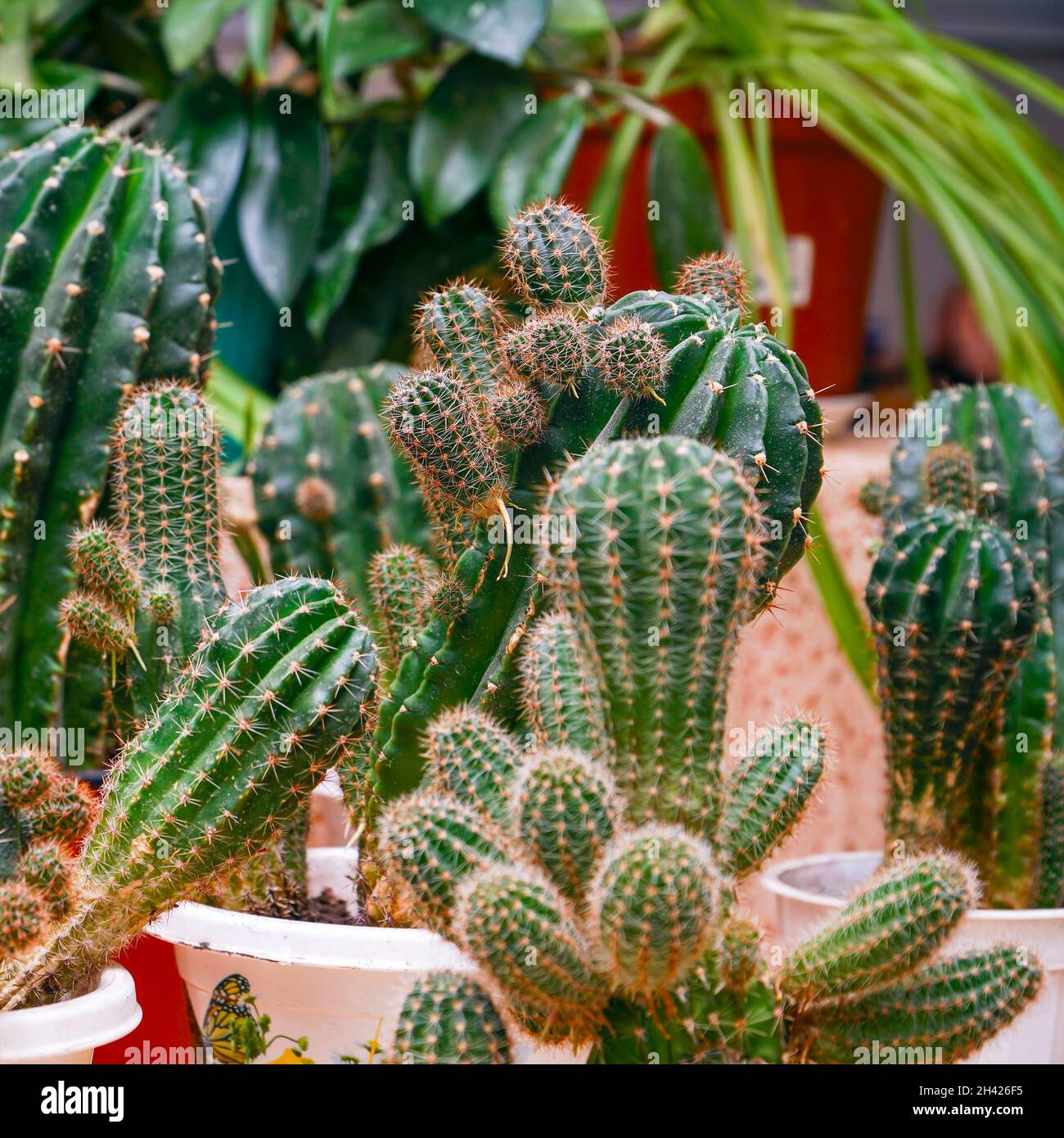 Divers cactus dans des pots sur la table dans la chambre.Mise au point sélective Banque D'Images