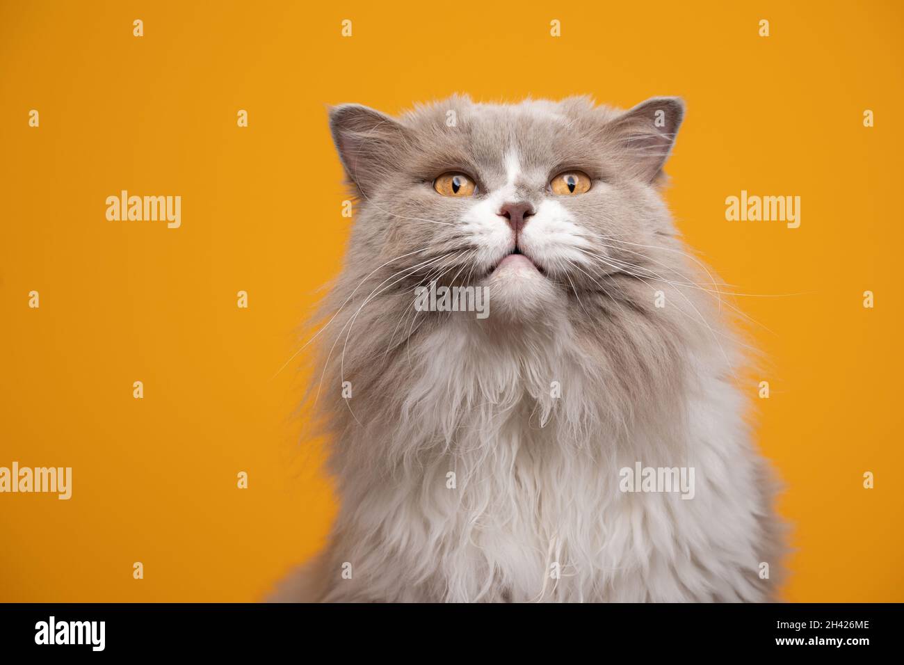 drôle moelleux lilas blanc long chat britannique avec les yeux jaunes regardant choqué ou surpris sur fond jaune avec l'espace de copie Banque D'Images