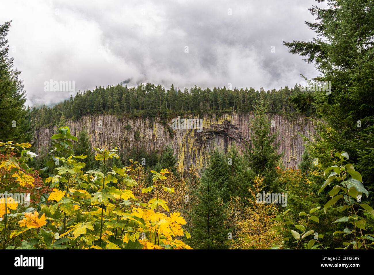 Colonnes de basalte hexagonales dans une forêt près du parc national du Mont Rainier, États-Unis Banque D'Images