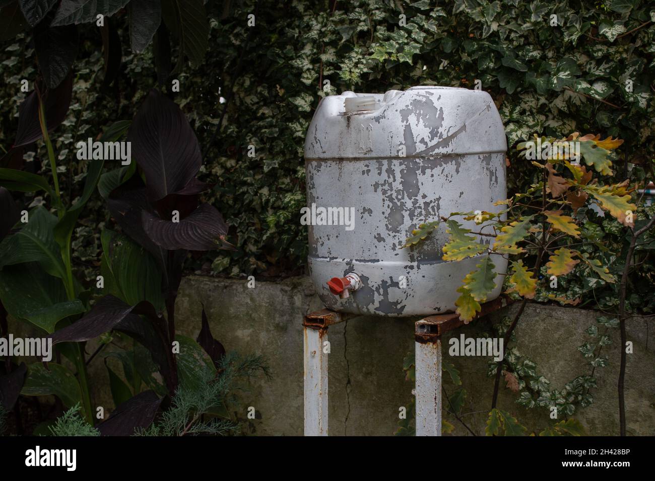 Homme tournant le robinet d'eau sur un baril de collecte d'eau en plastique blanc dans le jardin vert. Banque D'Images