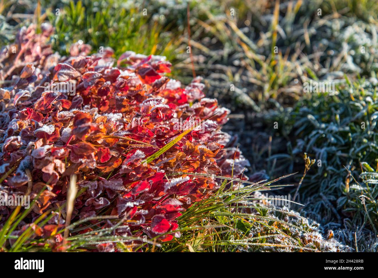 Plantes congelées le matin dans le parc national du Mont Rainier, États-Unis Banque D'Images