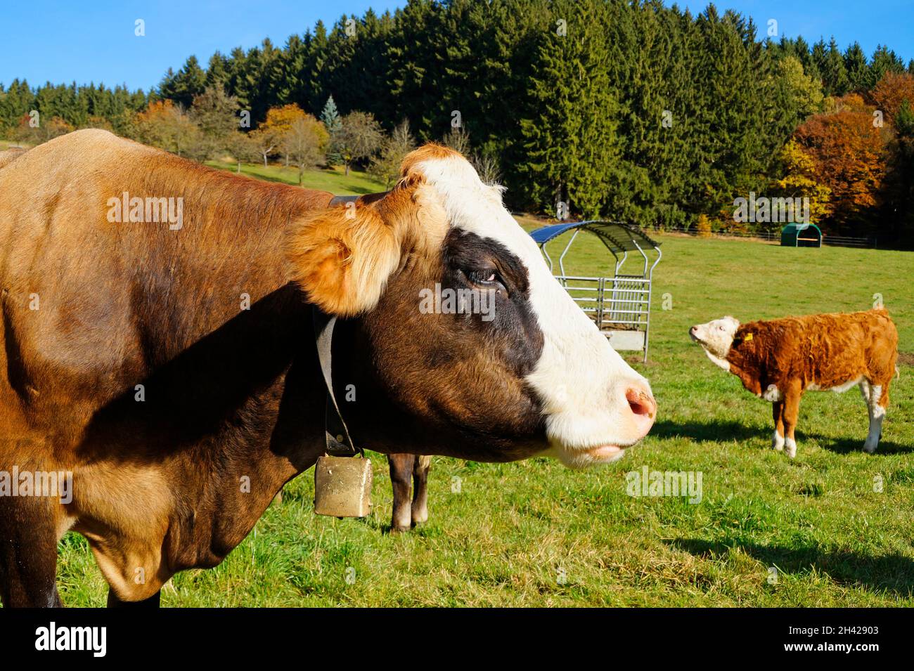 Une belle vache avec une cloche sur son cou par une journée ensoleillée en octobre dans le village allemand Birkach (Bavière, Allemagne) Banque D'Images