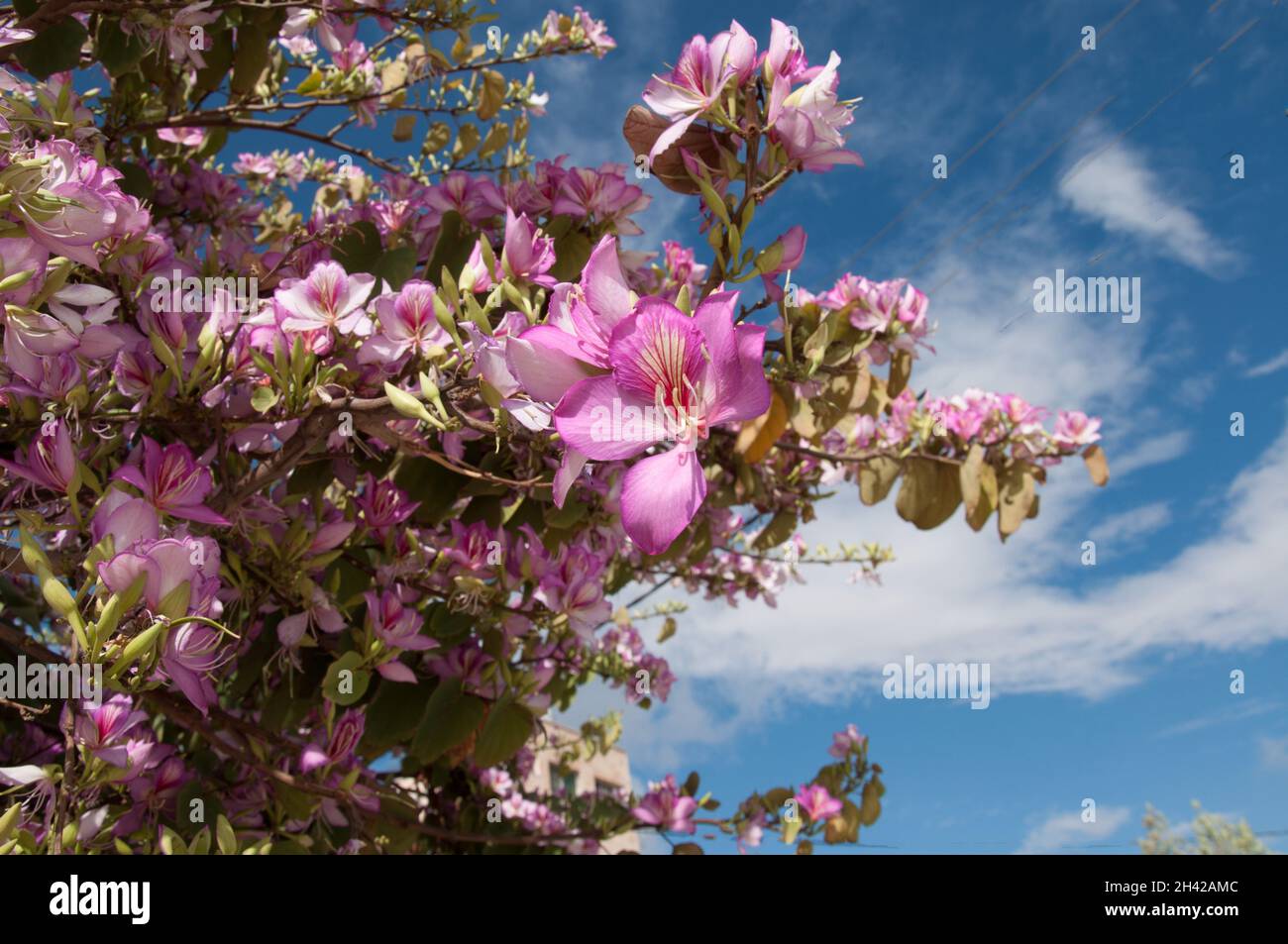 Bauhinia variegata Flowers, Amman, Jordanie Banque D'Images
