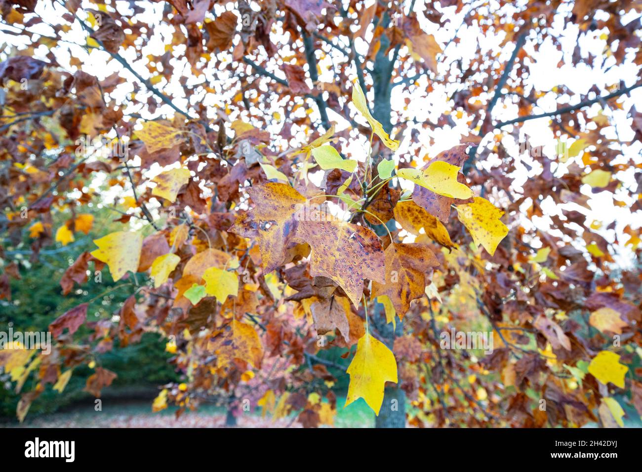 Fin octobre dans la ville métropolitaine de Venise, où les arbres présentent un feuillage coloré étonnant Banque D'Images