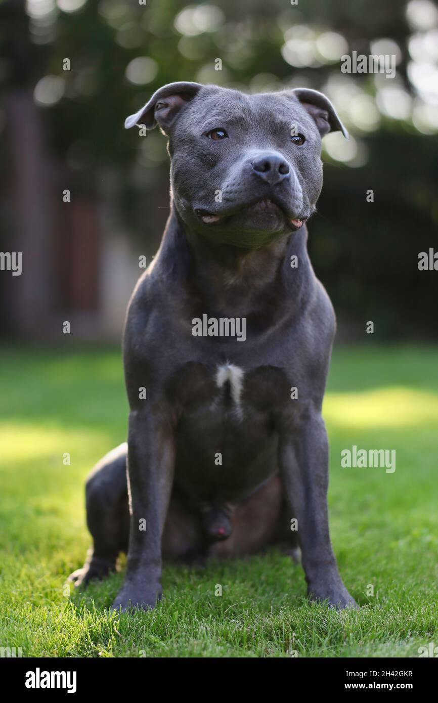 Le joli chien de taureau du personnel se trouve dans le jardin.Odobent English Staffordshire Bull Terrier à l'extérieur. Banque D'Images