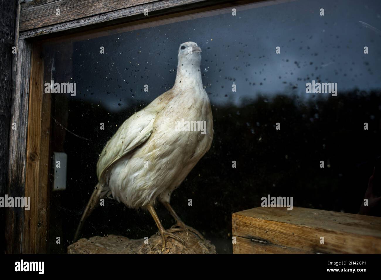 Faisan taxidermie Banque de photographies et d’images à haute ...