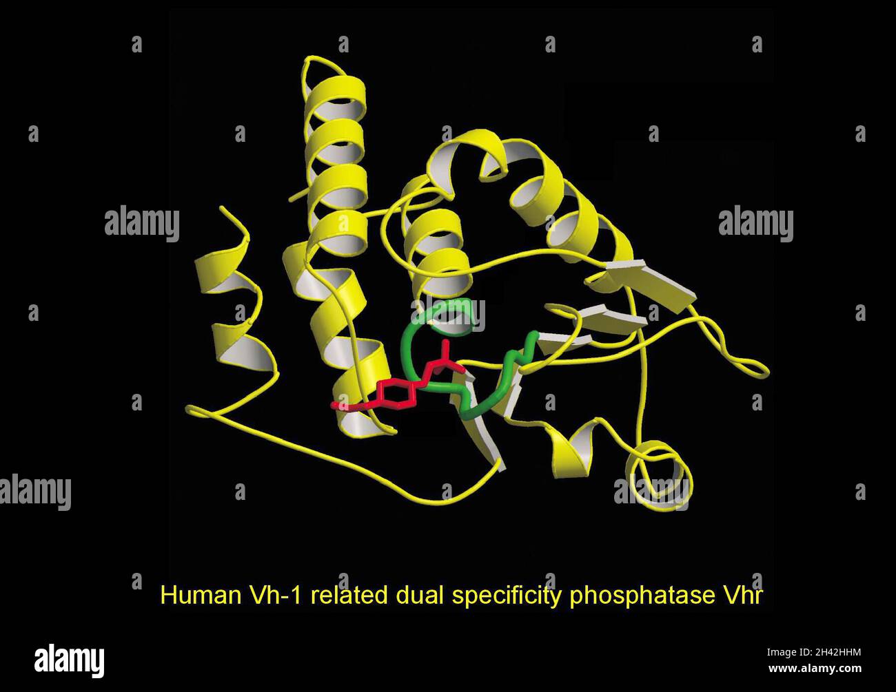 VH-1 humain lié à la phosphatase double spéc. VHR Banque D'Images