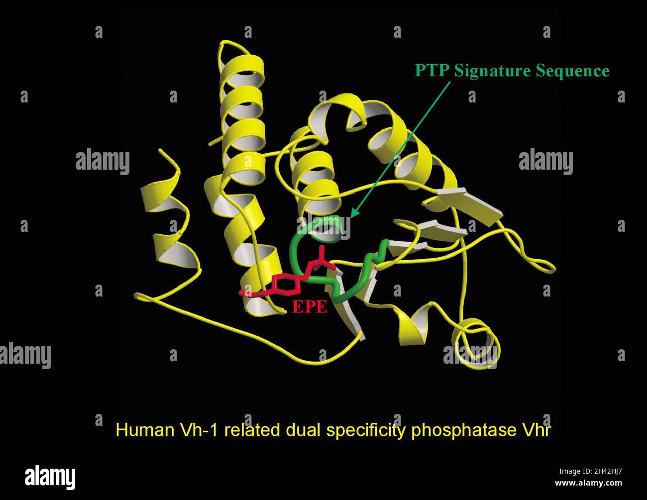 VH-1 humain lié à la phosphatase double spéc. VHR Banque D'Images